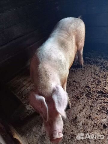 Мясо свинина деревенское