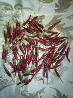 Перец очень жгучий итальянский подходит для засолк