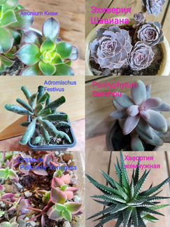 Редкие суккуленты номер 1