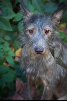 Собака в дар