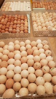 Фабричное инкубационное яйцо на 2023 год. Доставка