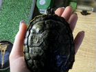 Черепаха (красноухая) аквариум,обогреватель,фильтр объявление продам