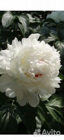 Пион Festiva Maxima