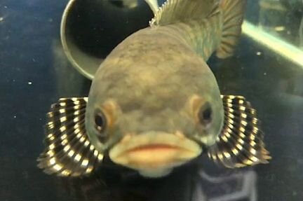 Змееголовы