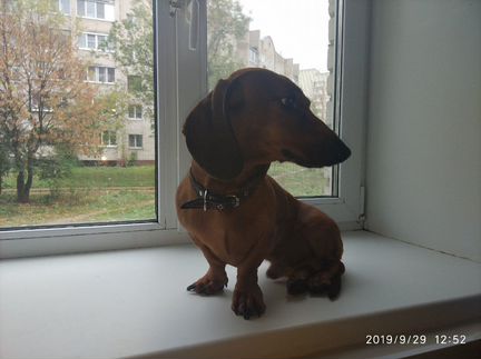 Кобель для вязки