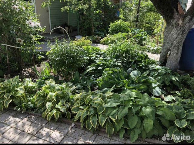 Хосты/клематис/денежное дерево