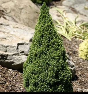 Ель канадская коника