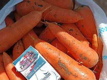 Морковь оптом урожай 2022
