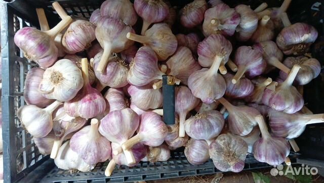 Чеснок озимый (Любаша)