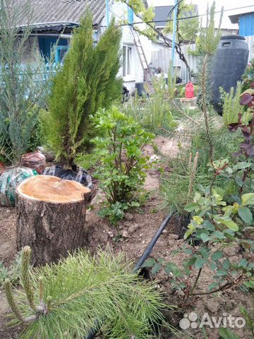 Саженцы хвойных деревьев