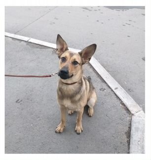 Собака в добрые руки