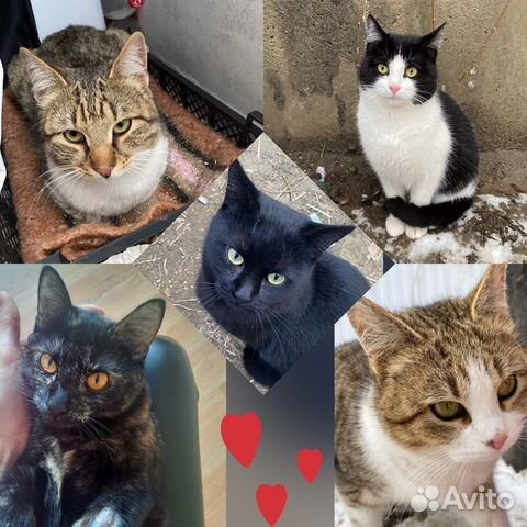 Классные коты