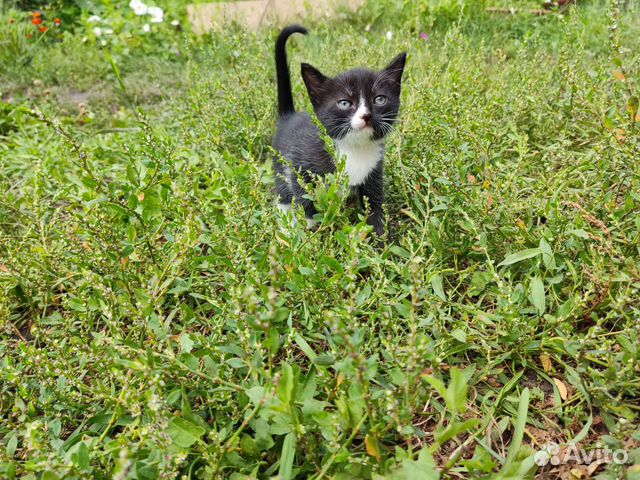 Котенок в добрые руки мальчик