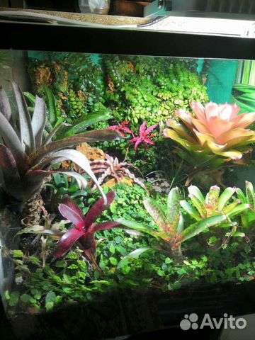 Палюдариум большой