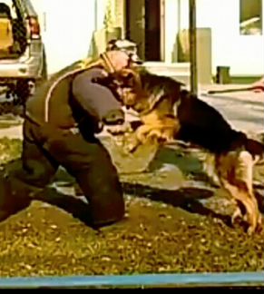 Дрессировка собак