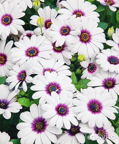 Семена цветов