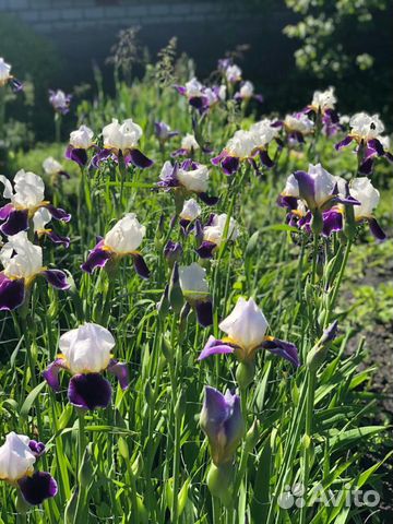 Ирис бородатый