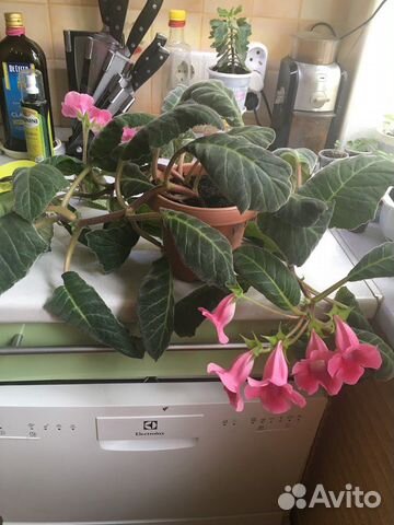 Тидея розовая