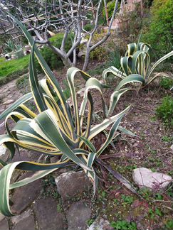 Агава, пальма цикас, новозеландский лен