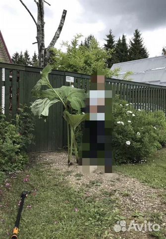 Белокопытник