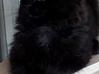 Чисто чёрный котик полидакт объявление продам