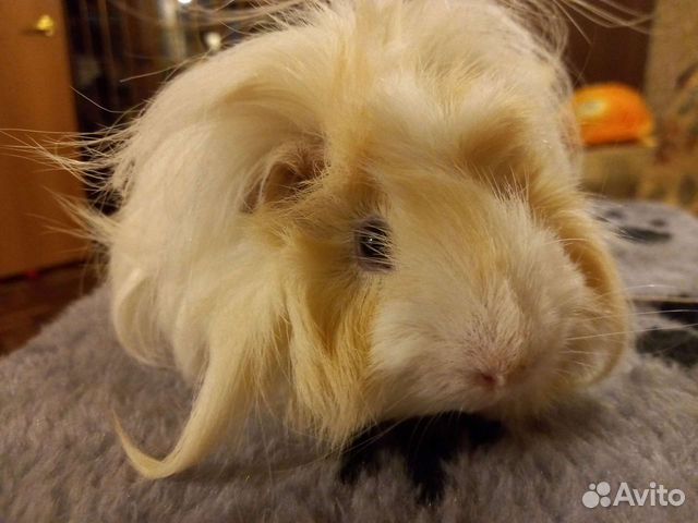 Передержка грызунов длительная. Зоотакси