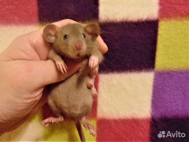 Крысы, крысята дамбо - питомник спб, клетки, гамак