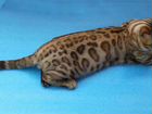 Бенгальский кот Снежный Минк объявление продам