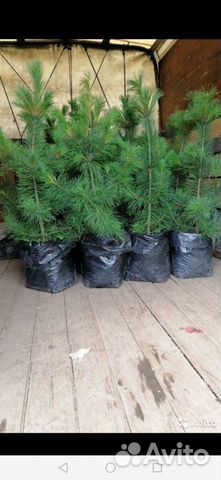 Кедр от 50см до 2 метров