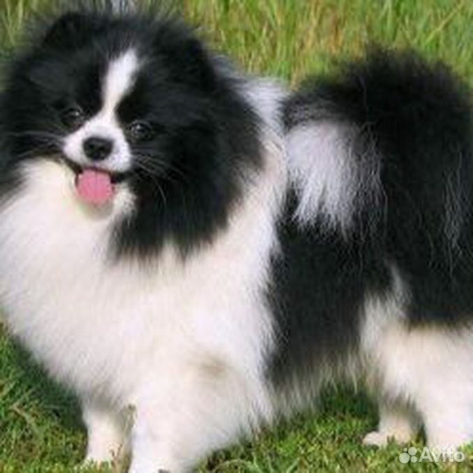 померанский шпиц черный с белым. шпиц окрас патиколор. немецкий шпиц черно белый окрас. померанский шпиц черобелый. черно белый шпиц.