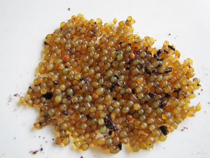 Коконы Дендробена veneta