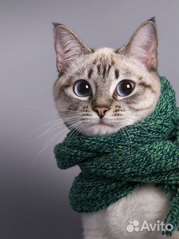 Студийная фотосъемка кошек, котов, котят и щенков