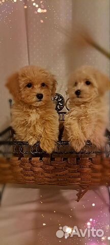 Мальтипу f1 mini