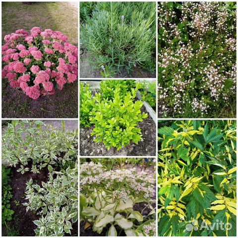 Многолетние неприхотливые садовые растения