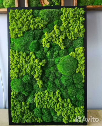 Стабилизированный мох фитокартина панели