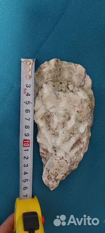 Раковины устриц