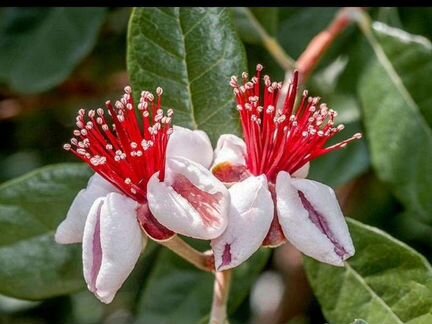 Фейхоа саженцы разные размеры