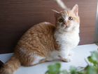 Коротколапый котик ламбкин объявление продам