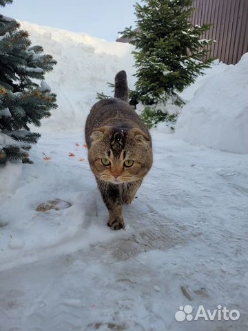 Шотландский кот вязка