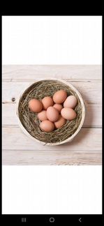 Домашние куриные яйца