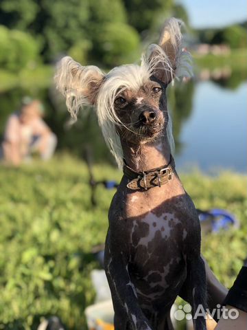 Китайская хохлатая Вязка