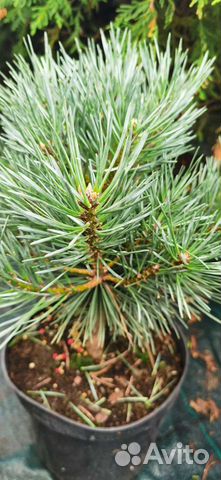 Сосна Шанти блю