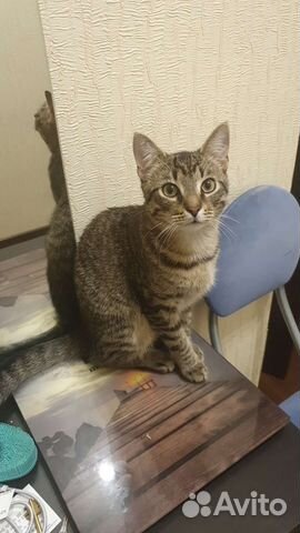 Шпрот подкапотыш (видео)