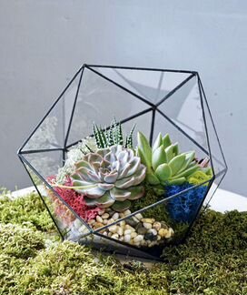 Суккуленты, флорариум