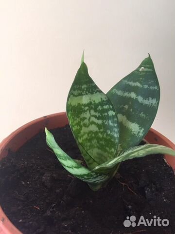 Сансевиерия Ханни