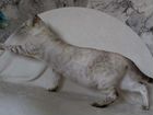 Бенгальская снежная кошка в добрые руки