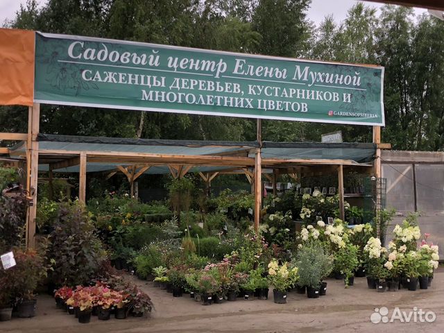 Садовый центр Елены Мухиной. Саженцы Нижневартовск