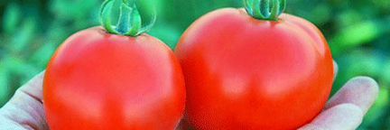Семена Томата 