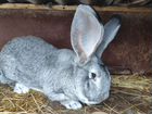 Кролик самец порода Ризен объявление продам