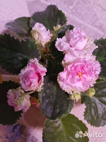 Фиалка лф Яблочный зефир